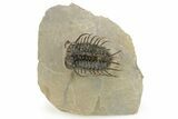 Spiny Koneprusia Trilobite - Foum Zguid, Morocco #268852-5